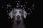 Labrador Retriever Portrait