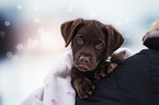 Labrador Retriever Puppy