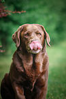 Labrador Retriever Portrait