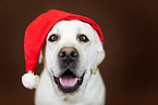 Labrador Retriever Portrait