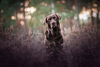 Labrador Retriever Portrait