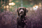 Labrador Retriever Portrait