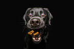 Labrador Retriever catches treat
