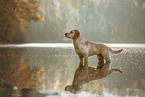 bathing Labrador Retriever