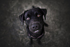 sitting Labrador Retriever