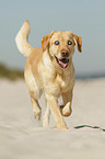 walking Labrador Retriever