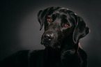 Labrador Retriever Portrait