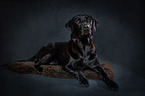 lying Labrador Retriever