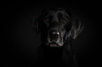 Labrador Retriever Portrait