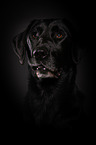 Labrador Retriever Portrait