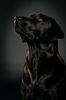 Labrador Retriever Portrait