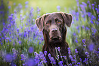 Labrador Retriever Portrait