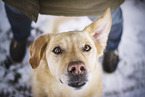 Labrador Retriever