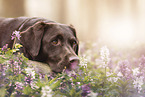 young Labrador Retriever