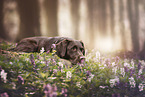 young Labrador Retriever