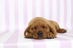 sleeping Labrador Retriever Puppy