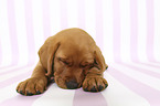 sleeping Labrador Retriever Puppy