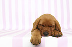 sleeping Labrador Retriever Puppy