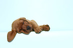 sleeping Labrador Retriever Puppy