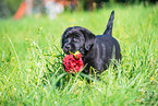 Labrador Retriever Puppys