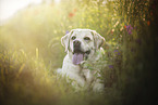lying Labrador Retriever