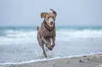 Labrador Retriever at the sea
