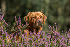 Labrador Retriever Portrait
