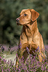 standing Labrador Retriever