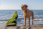 Labrador Retriever at the sea