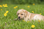 Labrador Retriever Puppy