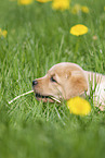 Labrador Retriever Puppy