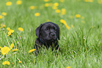 Labrador Retriever Puppy