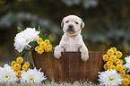 Labrador Puppy in the woodenpot