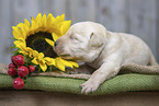 lying Labrador Puppy