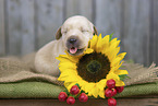 Labrador Puppy portrait