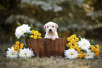 Labrador Puppy in the woodenpot