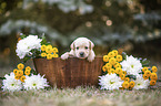 Labrador Puppy in the woodenpot