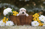 Labrador Puppy in the woodenpot