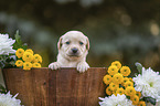 Labrador Puppy in the woodenpot