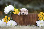 Labrador Puppy in the woodenpot