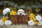 Labrador Puppy in the woodenpot