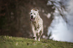 old Labrador Retriever