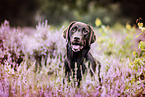 Labrador Retriever Portrait