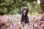 Labrador Retriever Portrait