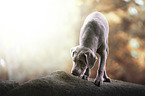 standing Labrador Retriever