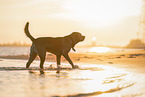 walking Labrador Retriever