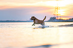 running Labrador Retriever