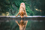 standing Labrador Retriever