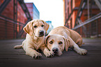 lying Labrador Retriever
