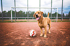 standing Labrador Retriever